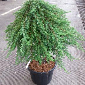 Juniperus communis