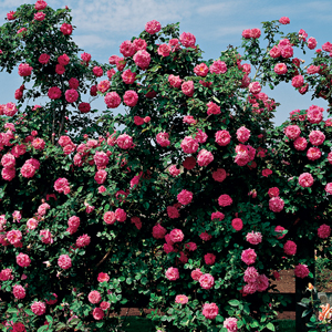 Climbing Rose – Gül sarmaşığı