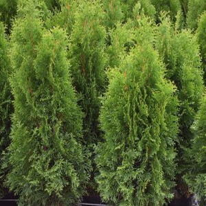 Thuja orientalis smaragd