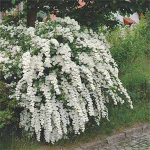 Spiraea – Keçisakalı