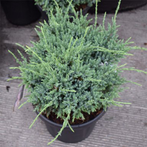 Juniperus conferta ‘Blue Pacific’