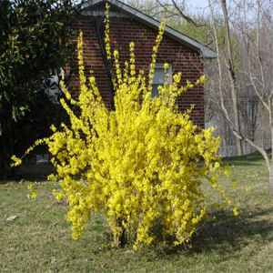 Forsythia intermedia – Altın çanak