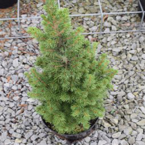 Picea glauca