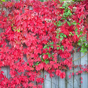 Parthenocissus quinquefolia – Amerikan sarmaşığı