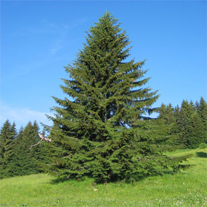 Picea abies – Batı ladini