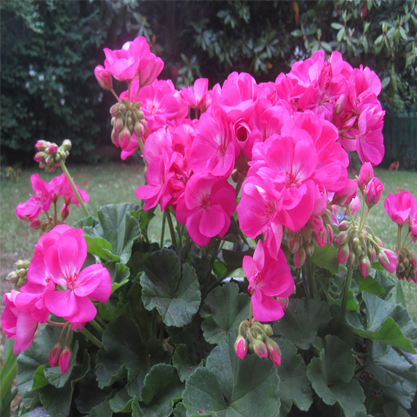 Pelargonium peltatum L. – Sakız sardunya