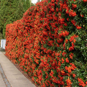 Pyracantha Coccinea – Ateş dikeni