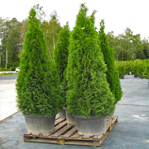 Thuja occidentalis smaragd – Batı mazısı
