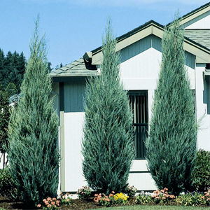 Juniperus virginiana skyrocket – Dik ardıç