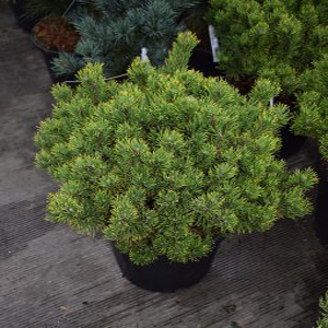 Pinus mugo carsten