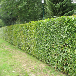 Thuja orientalis smargat- Mazısı