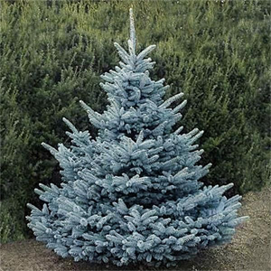 Picea pungens – Mavi ladin