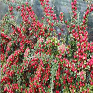 Cotoneaster horizontalis – Dağ muşmulası