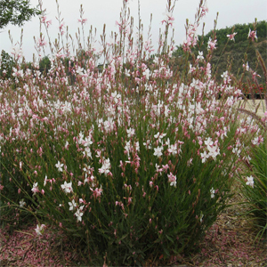 Gaura Lindheimeri – Gaura çalısı