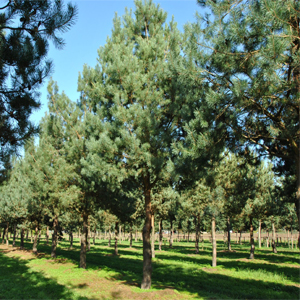 Pinus Sylvestris – Sarı Çam